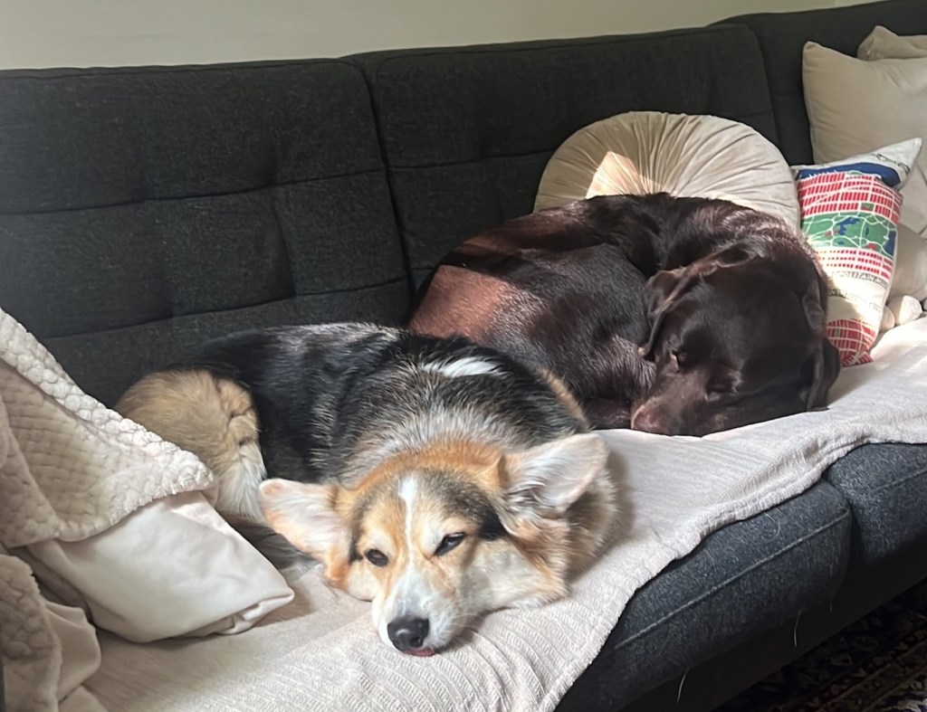 Two dogs sleeping on a sofa